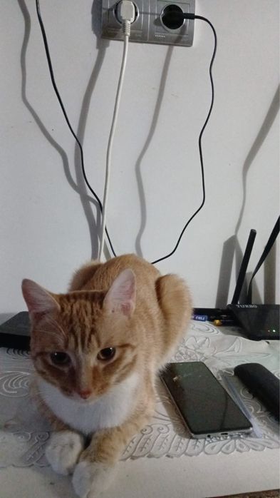 Рыжий котик в добрые руки