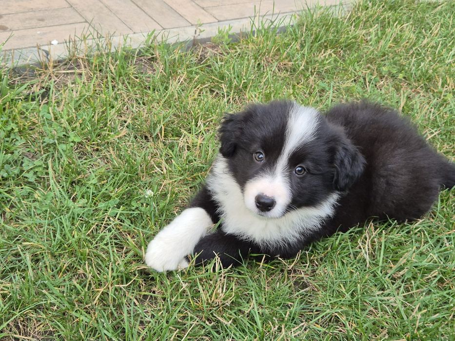 Pui Border Collie cu pedigree FCI