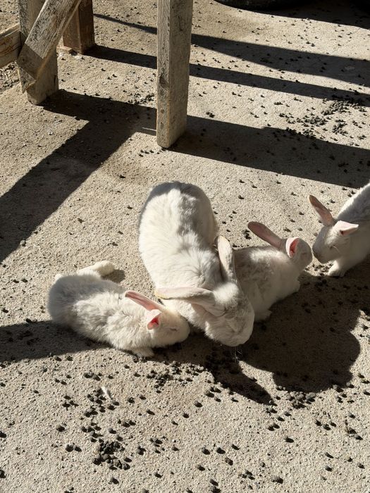 Кролик крольчата