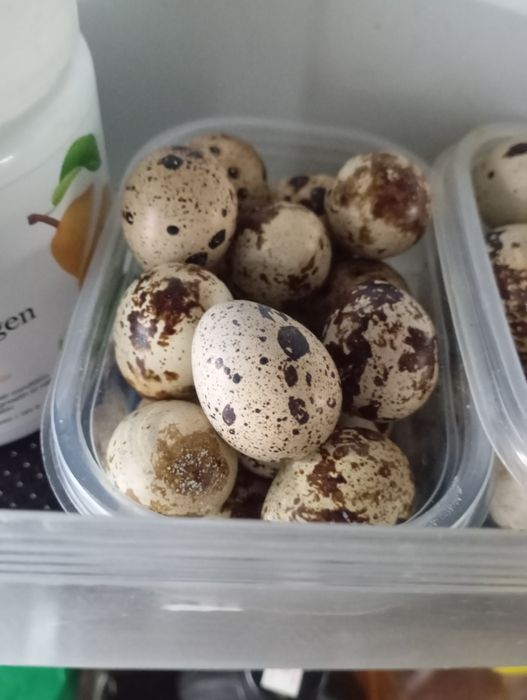 Продаются перепелиные яйца