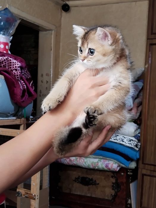 Продаётся британская золотая шиншилла девочка.