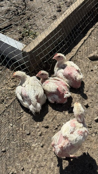 Бройлеры подросшие кобб 500