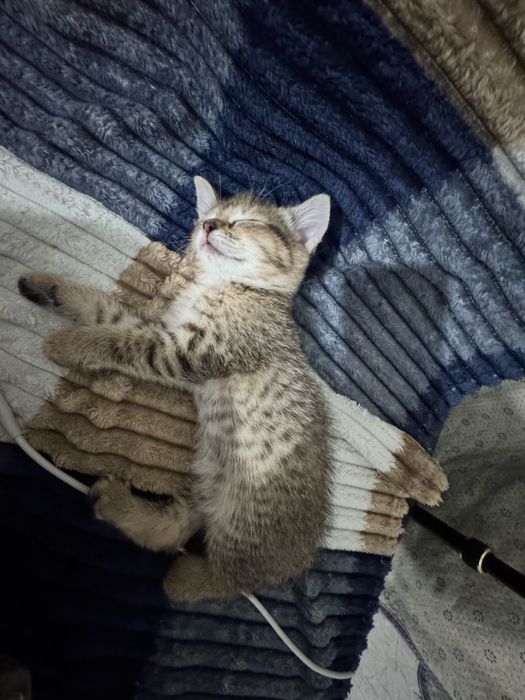 Котенок в добрые руки