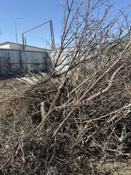 Деревья на дрова