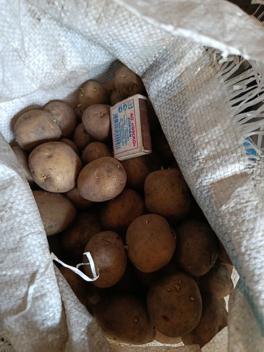 Продам картофель
