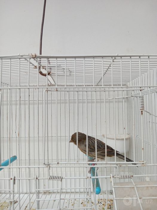 Papugayam  kaptar