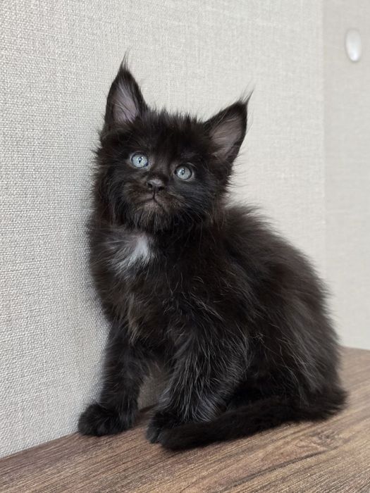 Девочка мейн-кун классик