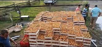 Vând caise producție 2026