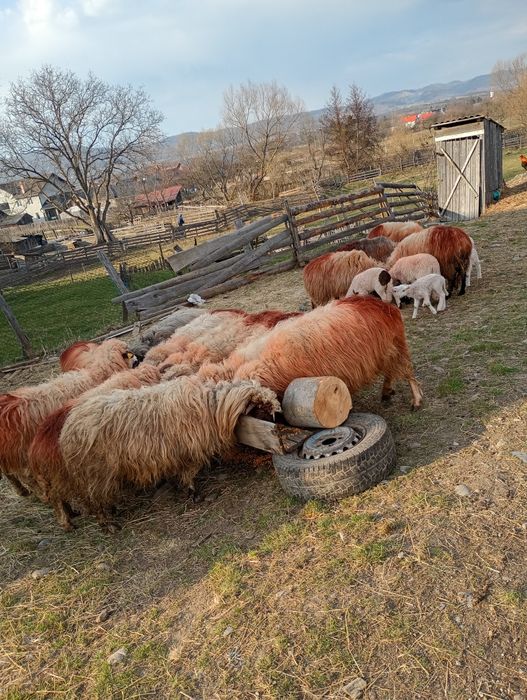 Vînd 14 oi din care 11 sunt cu miei și 3 trebuie să fete