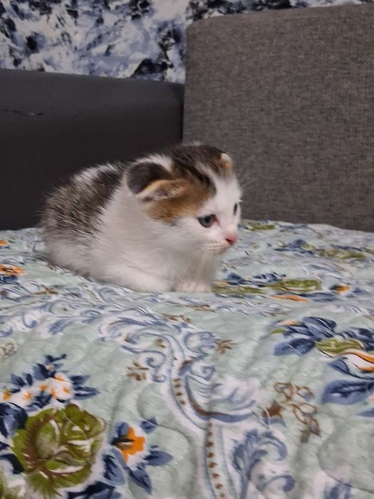 Отдам котят добрые руки