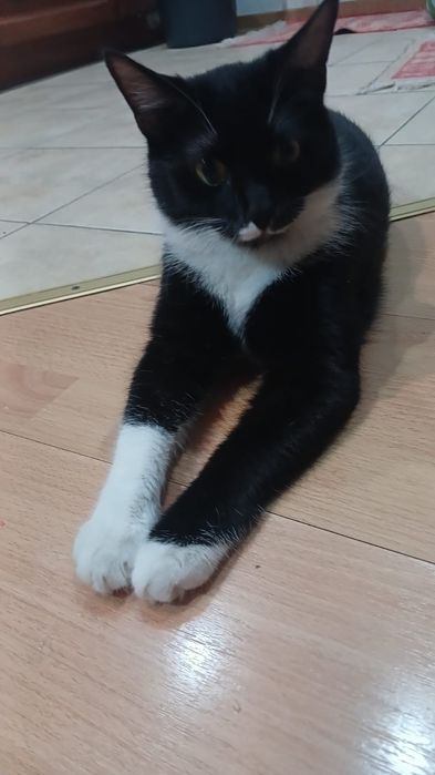 Отдам даром котенка