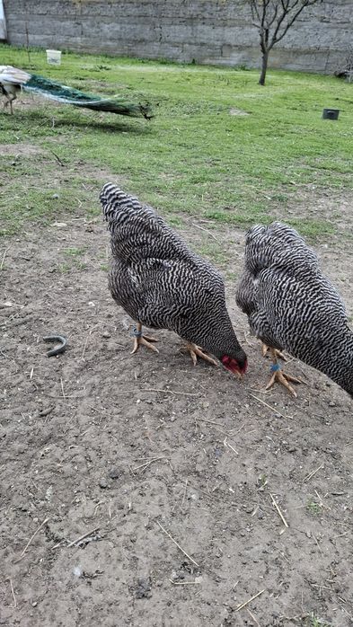 Gaini si cocosi plymouth