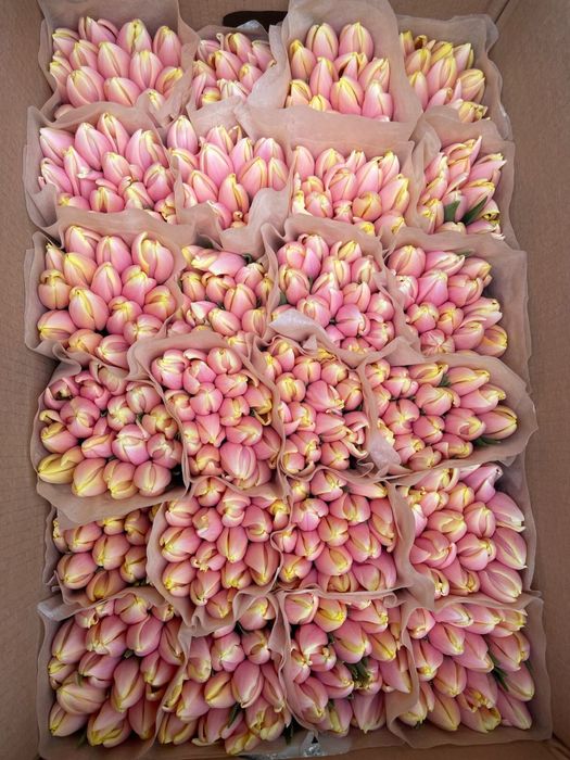 Тюльпаны белорусские оптом