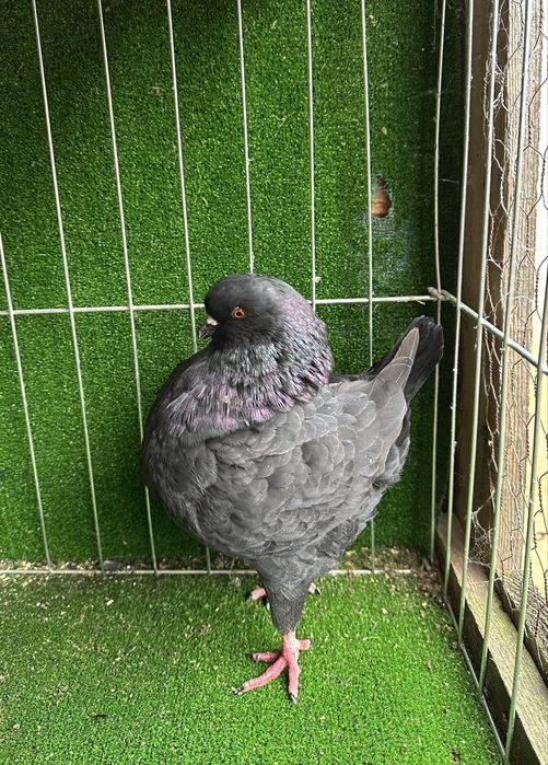 Porumbei King de calitate!