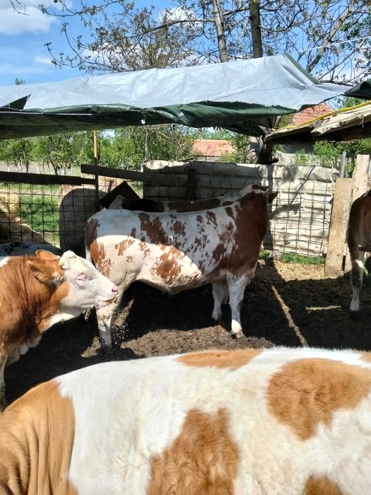 Vand vitei de rasa,greutate intre 250_330kg,crescuti in conditii bune,hraniti corespunzator .