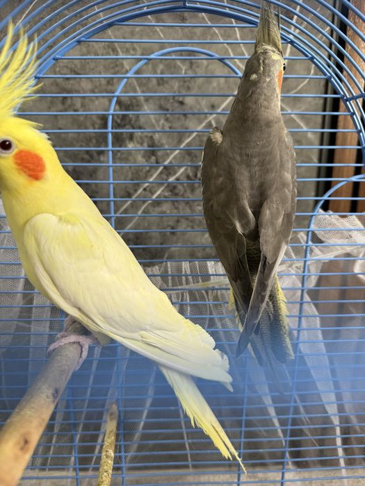 Попугай Карелла взрослый