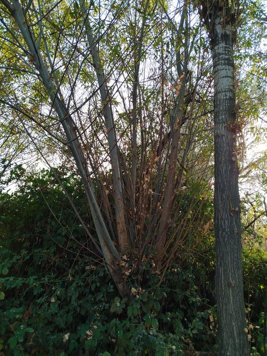 Толлар бор сотилади