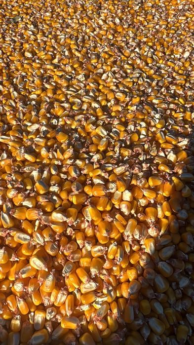 Porumb boabe cu transport la domiciliu. 0,90 bani