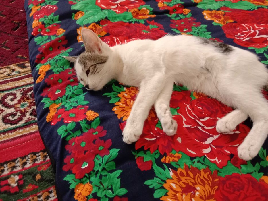 Oppoq Mushuk sotiladi