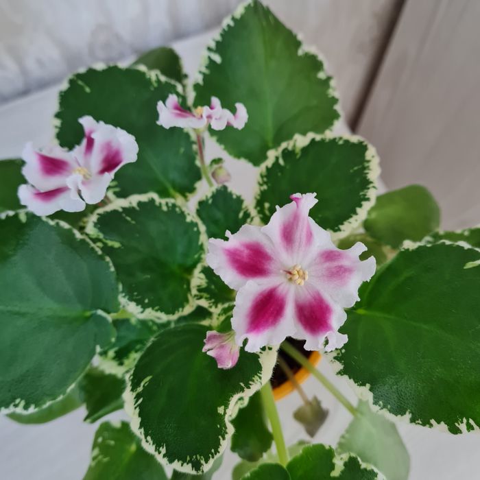 Продам цветущие фиалки