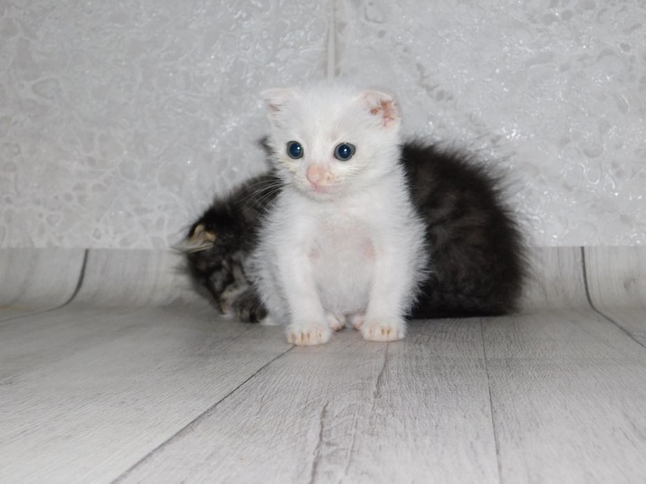 Весдоухая белая кошка