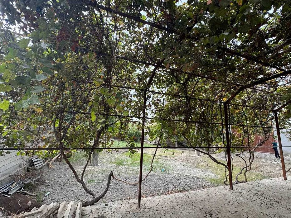 (Кармана Мохинур) Srochni  sotiladi  Karmana  Moxinur  tuyhona