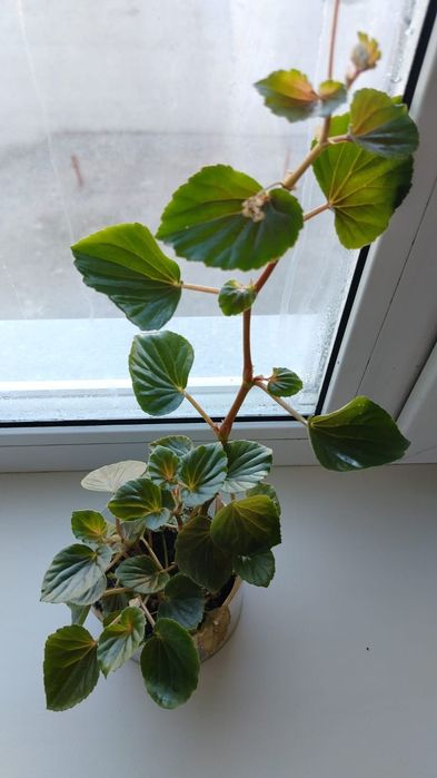 Цветы комнатные от 500тенге