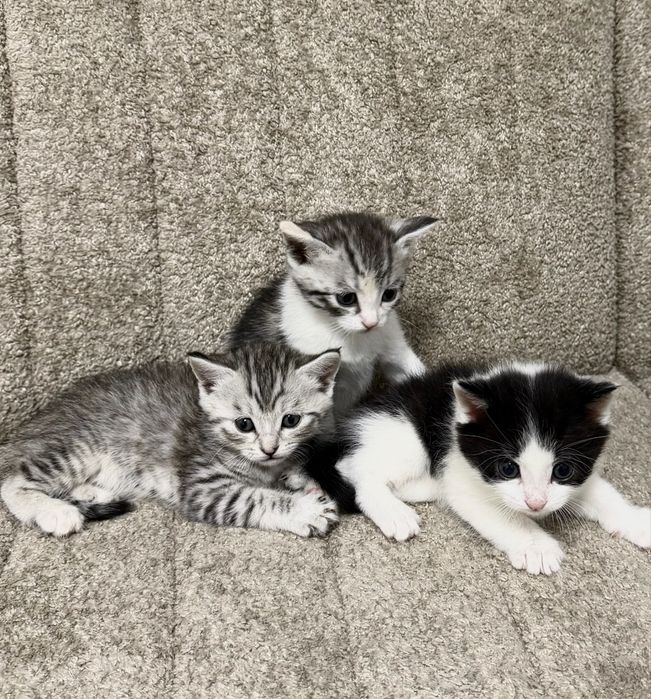 Котята Скотиш страйт