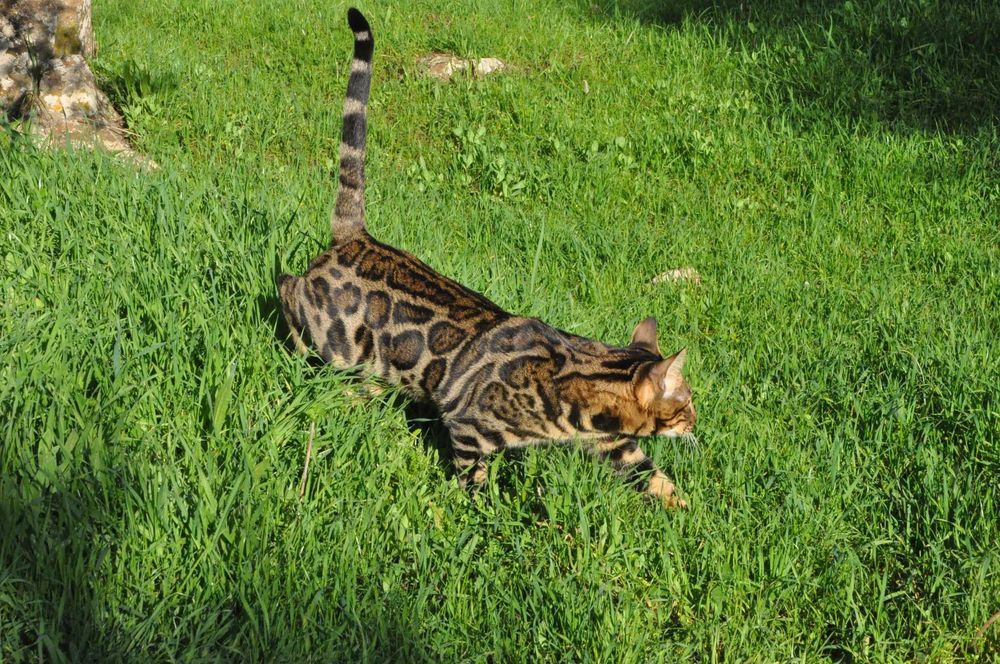 Бенгалски котарак