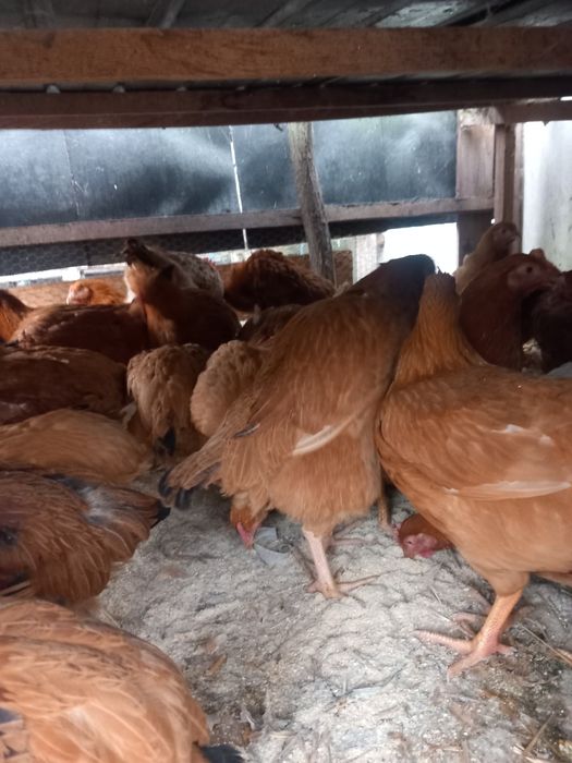 Puici tăranești 40 lei bucata