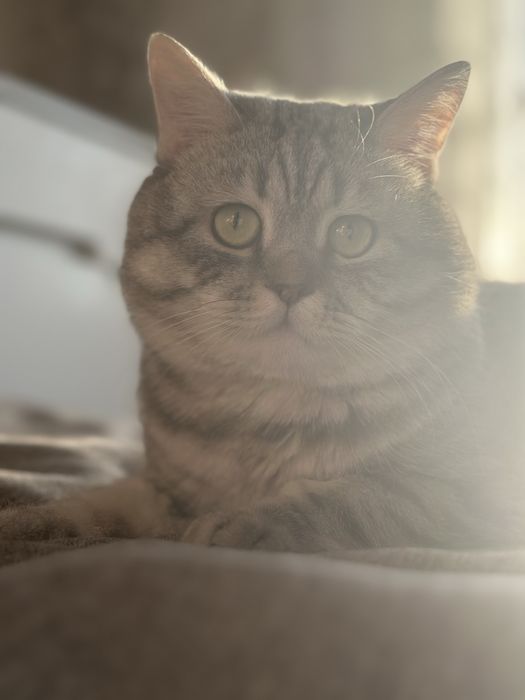 Кот ищет кошечку. Вязка