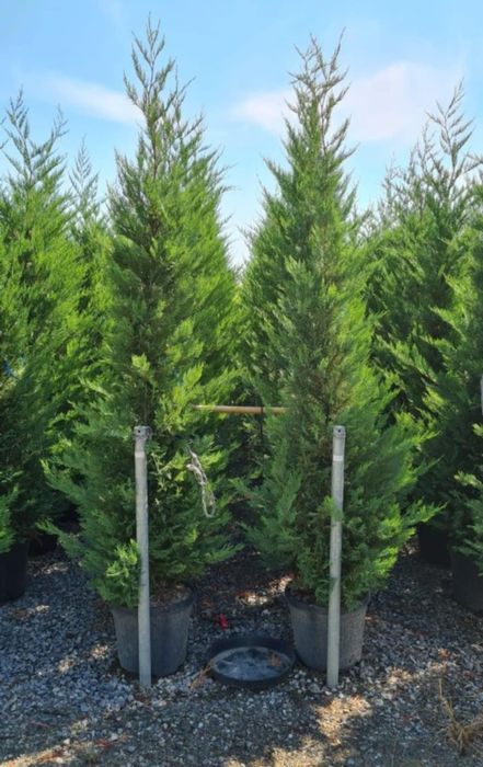 Avem mai multe specii de plante