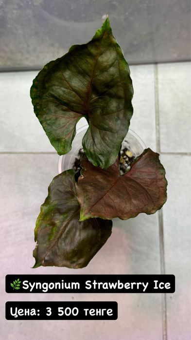 Сингониум Клубничный Лед