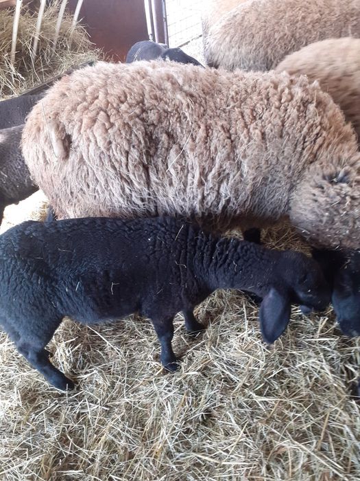 Oaie  carabasa sarbeasca