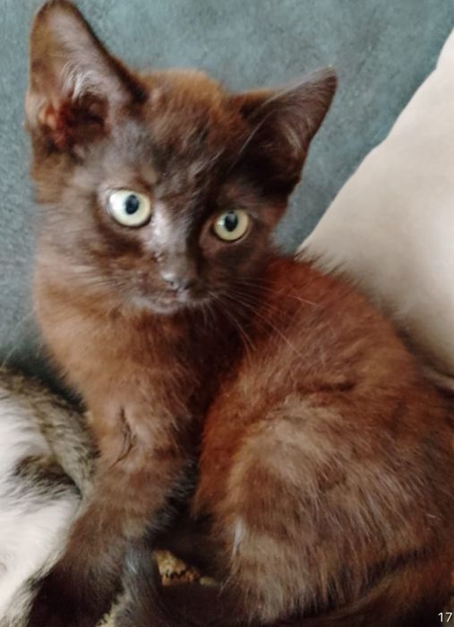 Котейки ущут свою семью