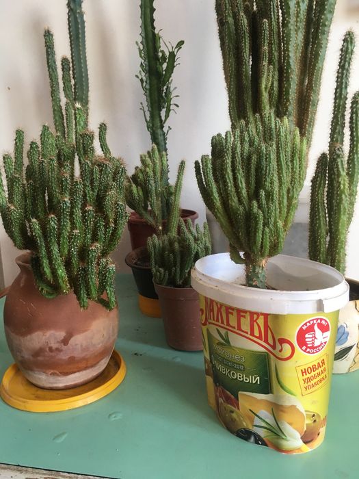 Семейство кактусовых-скала