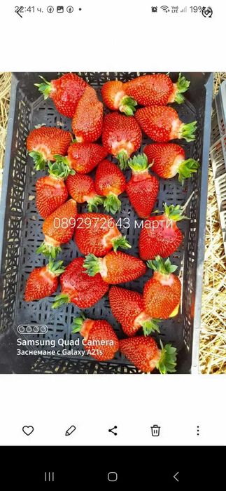 Разсад ягоди и малини