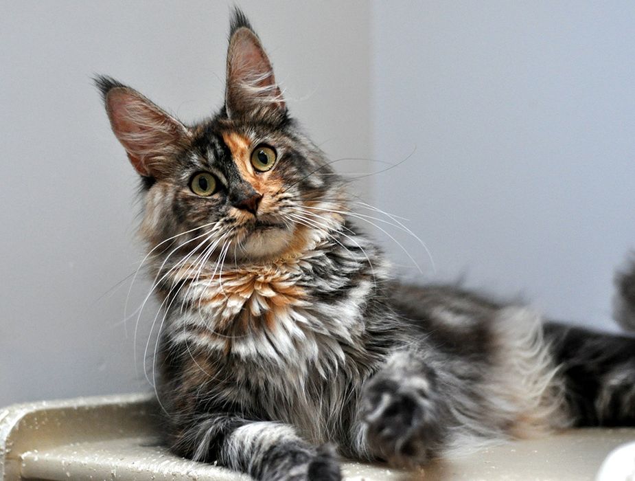 Кошка- Собака! Домашний Гигант ! МЕЙН- КУНЫ- ЧЕРЕПАХИ