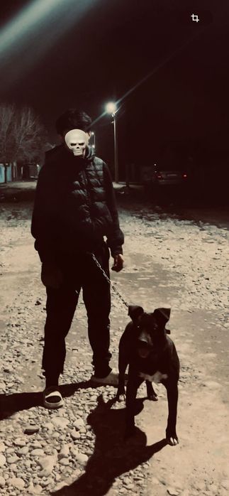 Осы питбуль сатылады срочна