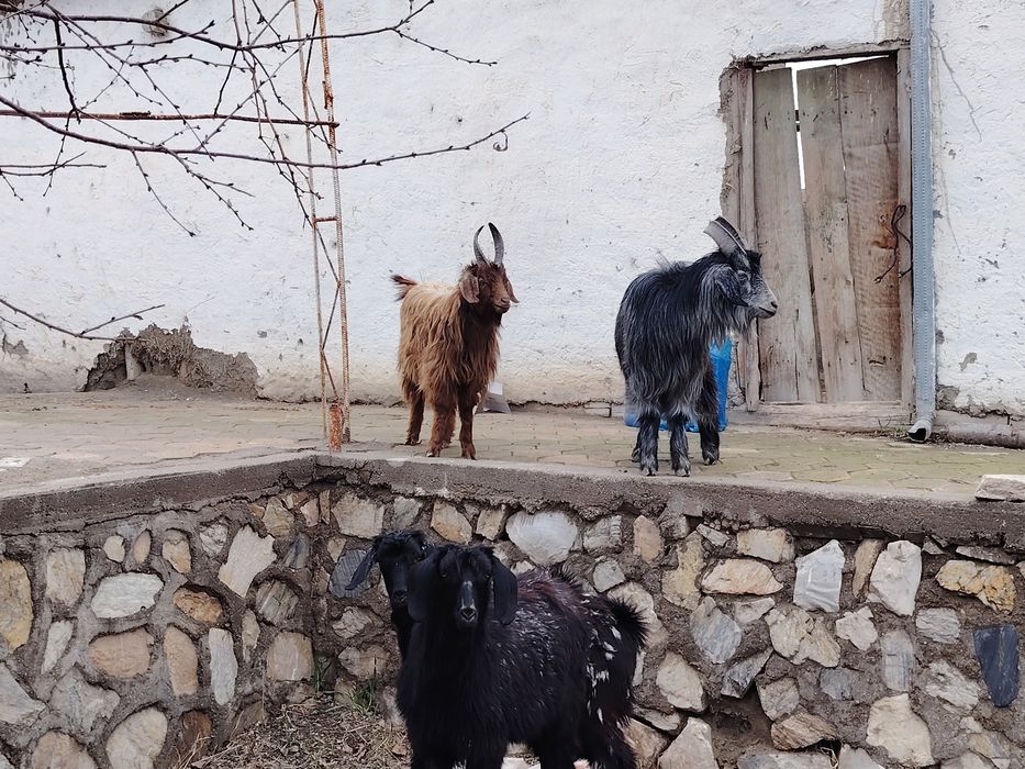 Semiz Sarka va moda qisir uloqlar sotiladi narxi