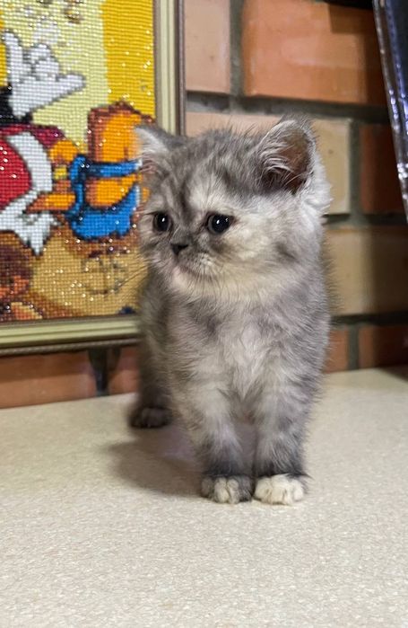 Котята скотиш страйт и фолд