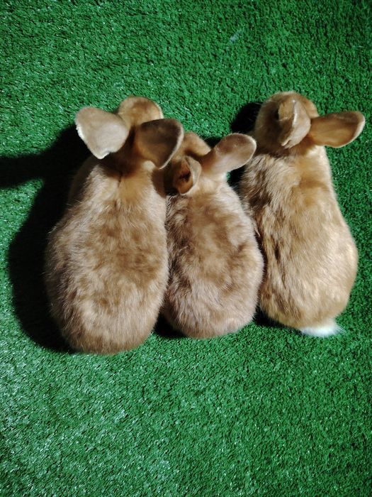 Quyonchalar sotiladi