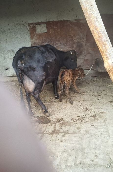 Sigir sotiladi bolasi hokizcha