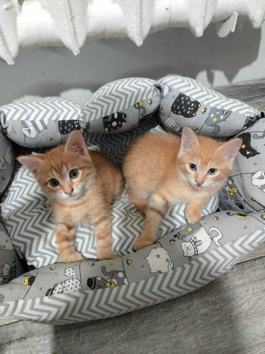 Отдам котят в хорошие руки !!!