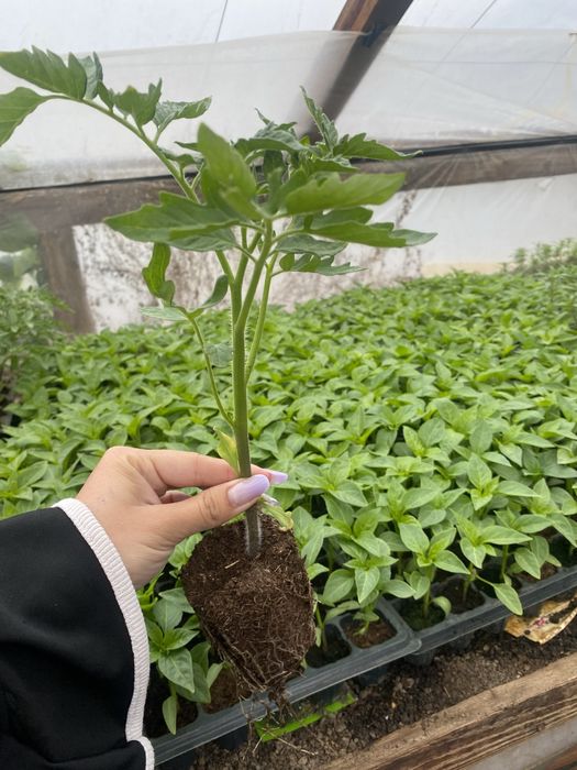 vând răsaduri de ardei gras kapia gogoșar bulgăresc țelină, roșii , cimbru și vânătă.
