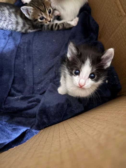 Отдам котят в добрые руки