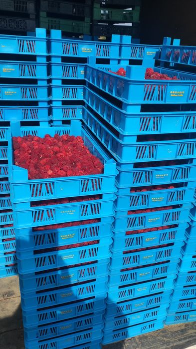 Целогодишни и сезонни ягоди + малини Люлин – пикиран разсад