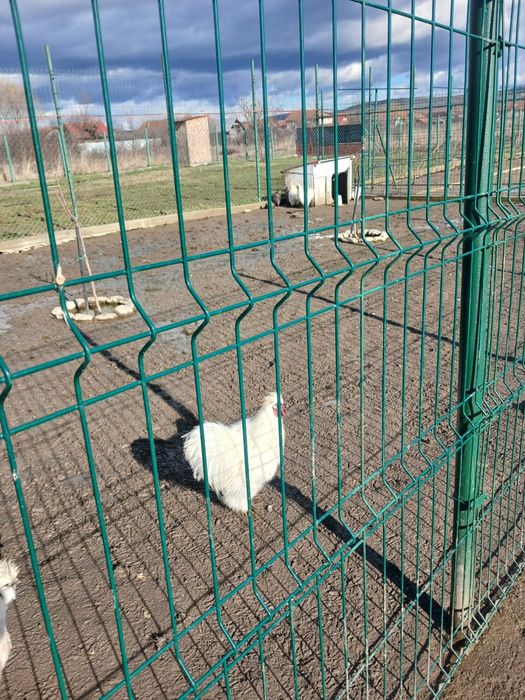 Vand Gaini matasa japoneza si motate olandeza 100 de lei perechei