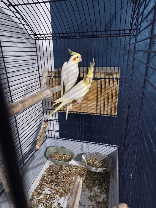 Papagali pereche Nimfe