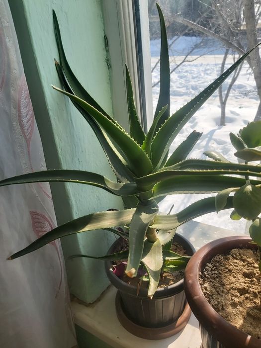 Алое вера гүлдері